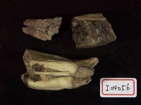 藏品(馬齒化石)的圖片